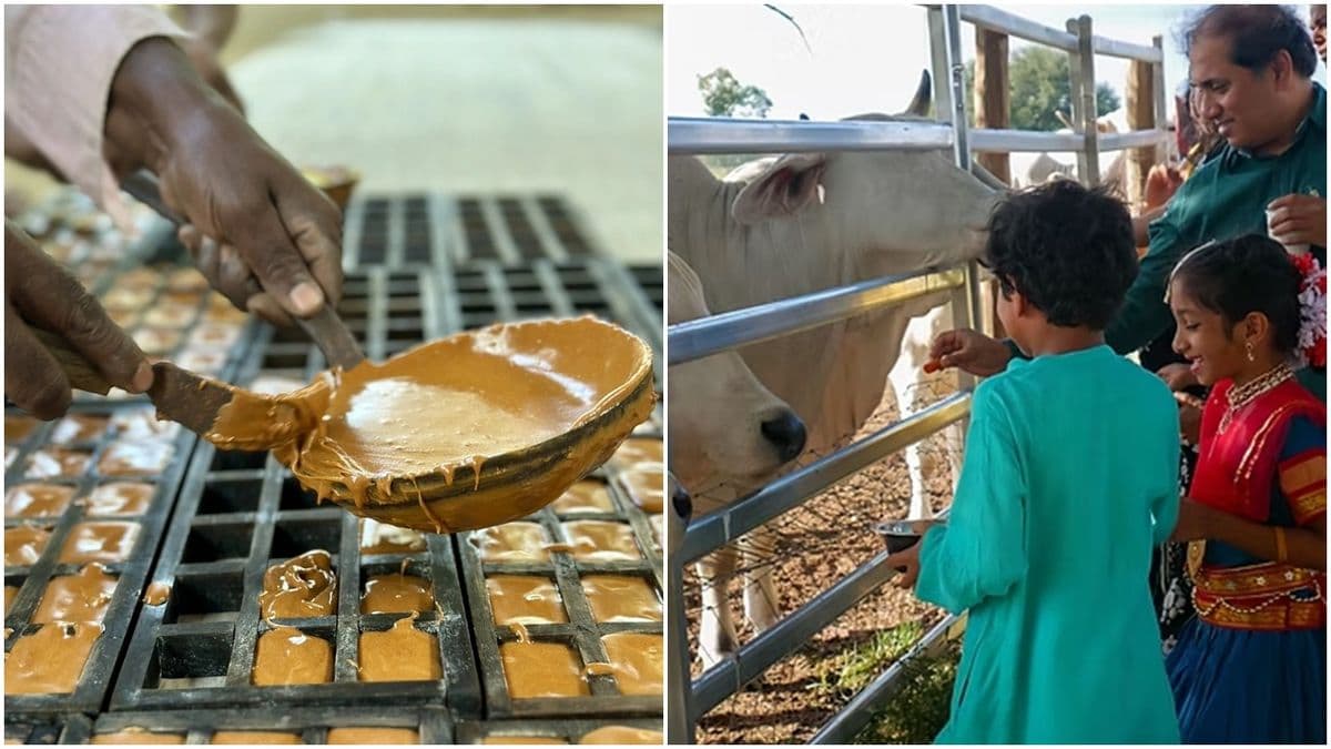 বাঙালির ঐতিহ্যবাহী গুড়: অর্থনৈতিক মুক্তির প্রাচীন পথ