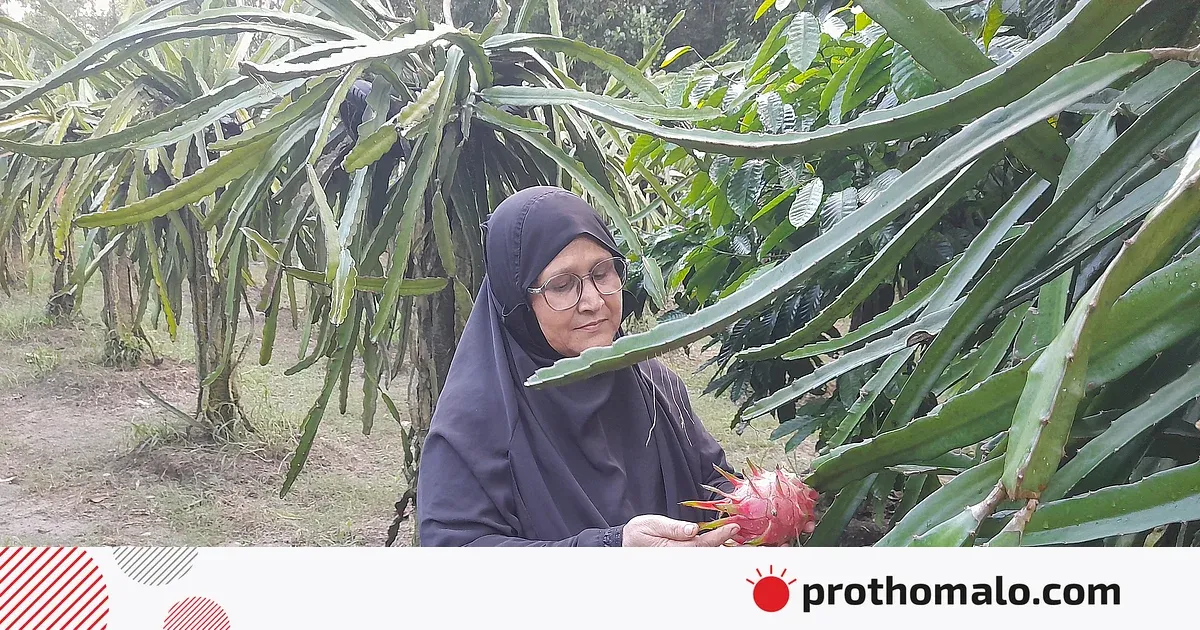 স্বামীর স্বপ্ন পূরণে এক নারীর লড়াই: বিদেশি ফল চাষে সফল খাদিজা, মুক্তিযুদ্ধের চেতনায় গড়া নতুন বাংলাদেশের প্রতীক