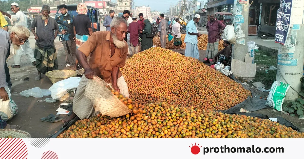 লক্ষ্মীপুরের সুপারি: ৭১০ কোটি টাকার গ্রামীণ অর্থনীতির গর্ব